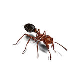 Pest Control Company in Dammam